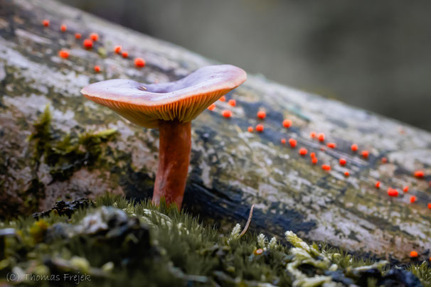 Foto: Thomas Frejek