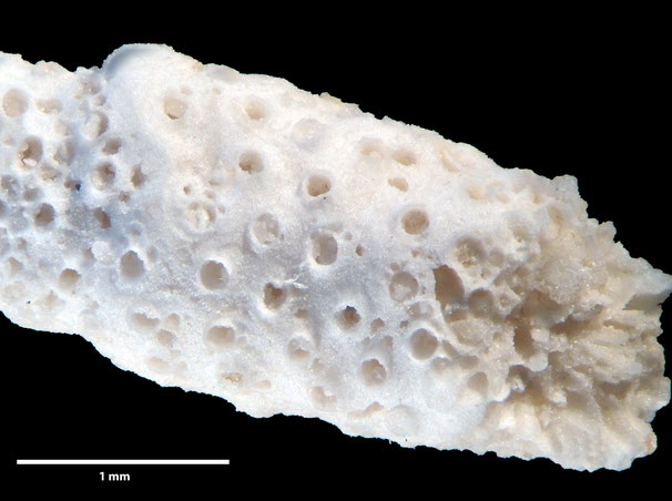 Senckenberg, Bryozoa, Bryozoen, Moostierchen, Sammlung Voigt