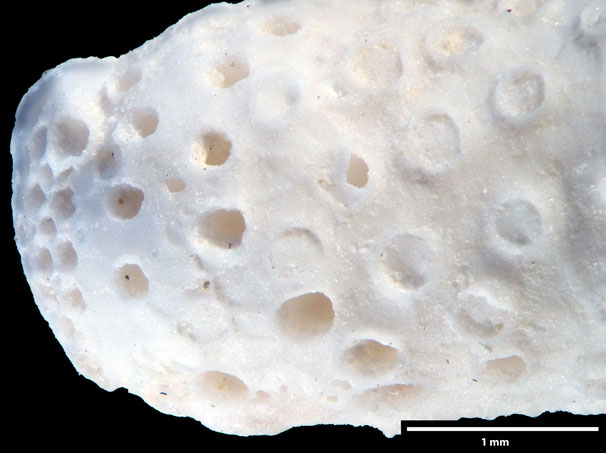 Senckenberg, Bryozoa, Bryozoen, Moostierchen, Sammlung Voigt