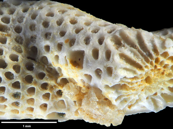 Senckenberg, Bryozoa, Bryozoen, Moostierchen, Sammlung Voigt