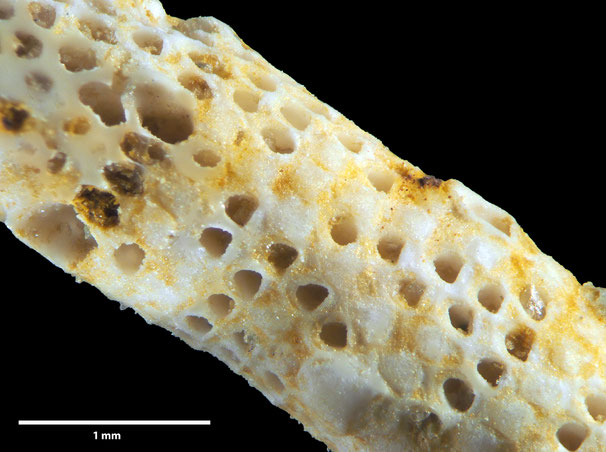 Senckenberg, Bryozoa, Bryozoen, Moostierchen, Sammlung Voigt