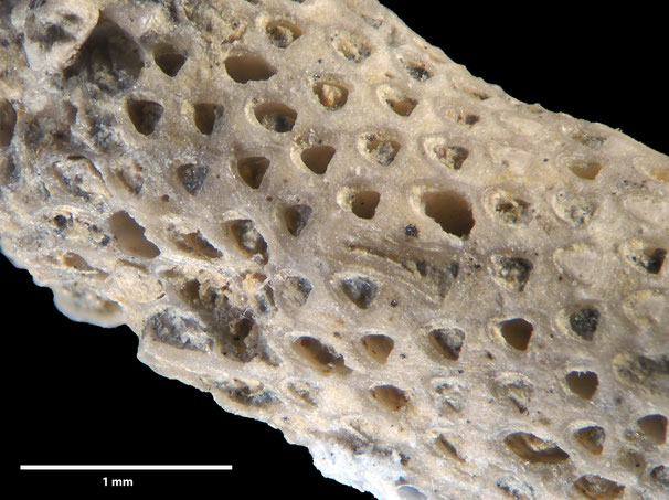 Senckenberg, Bryozoa, Bryozoen, Moostierchen, Sammlung Voigt