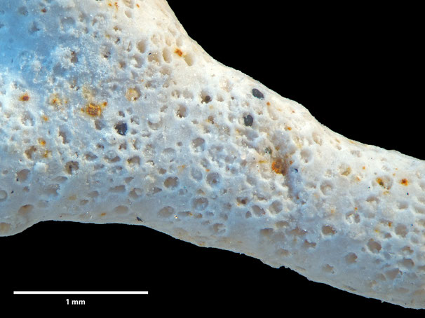 Senckenberg, Bryozoa, Bryozoen, Moostierchen, Sammlung Voigt