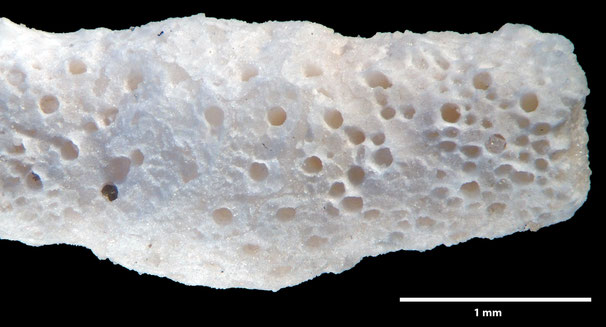 Senckenberg, Bryozoa, Bryozoen, Moostierchen, Sammlung Voigt