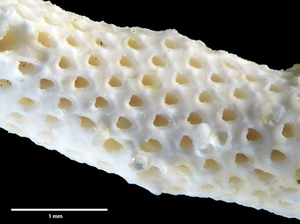 Senckenberg, Bryozoa, Bryozoen, Moostierchen, Sammlung Voigt