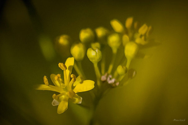 La minuscule fleur de pastel