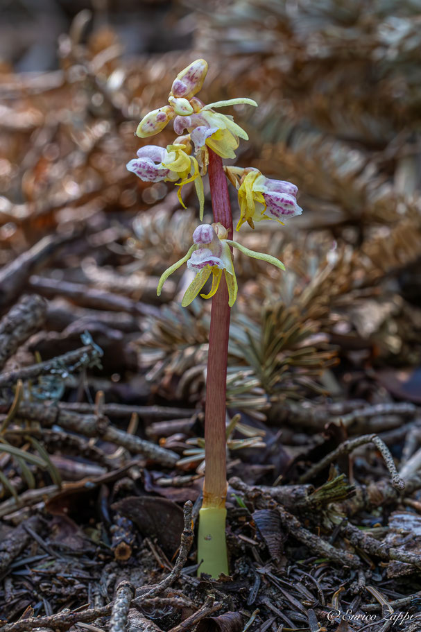 Epipogium aphyllum, l'orchidea fantasma.