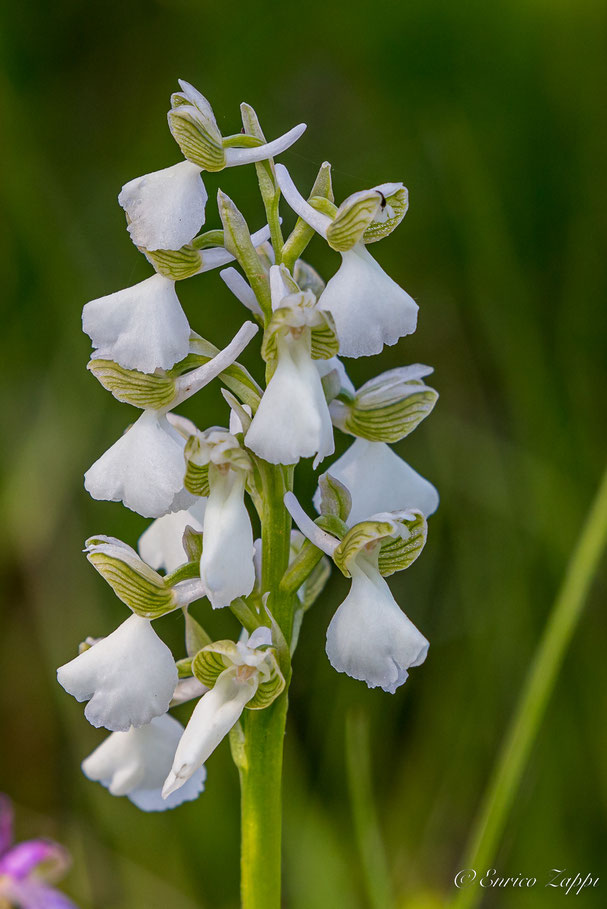 Anacamptis morio forma bianca.