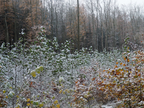 Roterlen 2013 gepflanzt, drei Jahre nach der Planzung bei Gresenhorst Herbst 2016