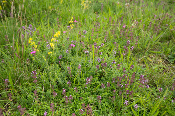 Wildkräuter am Wegesrand | Foto: Klemens Karkow
