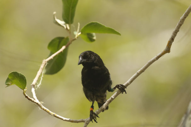 Géospize à bec pointu en bonne santé , Photo: M. Dvorak
