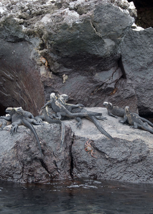 Meerechsen wärmen sich auf den Lavafelsen - Foto: Ursina Koller