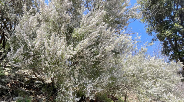 Floraison de la bruyère blanche