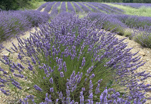 Miéllée de lavande en juin dans les garrigues gardoises