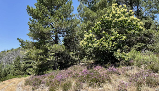 Miéllée cevennes