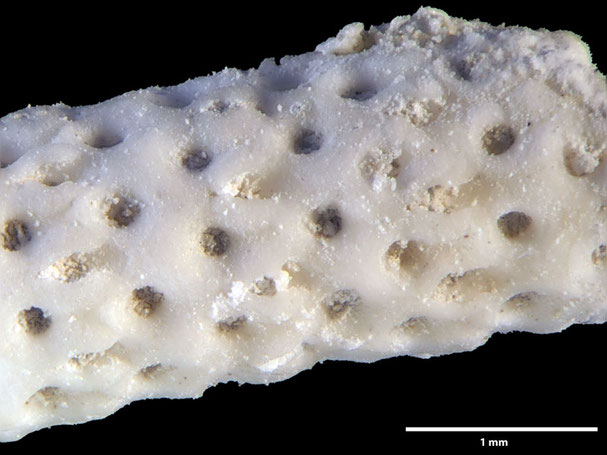 Senckenberg, Bryozoa, Bryozoen, Moostierchen, Sammlung Voigt