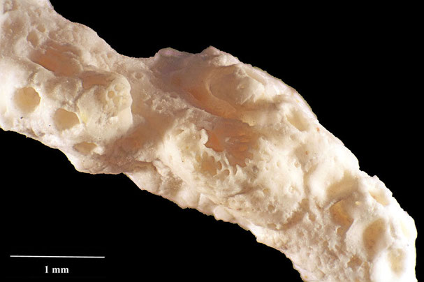 Senckenberg, Bryozoa, Bryozoen, Moostierchen, Sammlung Voigt