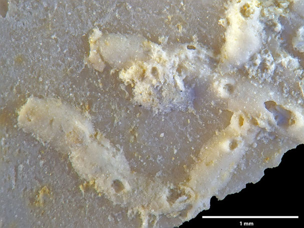 Senckenberg, Bryozoa, Bryozoen, Moostierchen, Sammlung Voigt