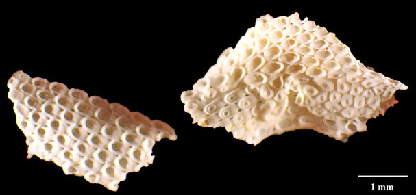 Senckenberg, Bryozoa, Bryozoen, Moostierchen, Sammlung Voigt