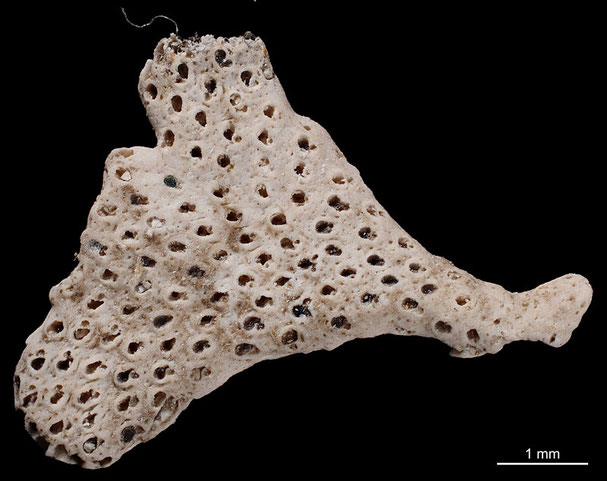 Senckenberg, Bryozoa, Bryozoen, Moostierchen, Sammlung Voigt