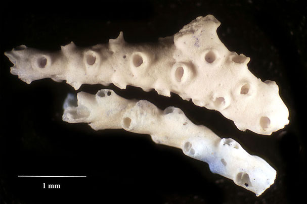 Senckenberg, Bryozoa, Bryozoen, Moostierchen, Sammlung Voigt