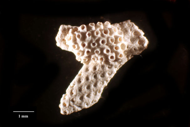 Senckenberg, Bryozoa, Bryozoen, Moostierchen, Sammlung Voigt