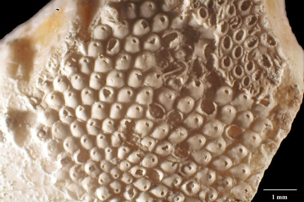 Senckenberg, Bryozoa, Bryozoen, Moostierchen, Sammlung Voigt