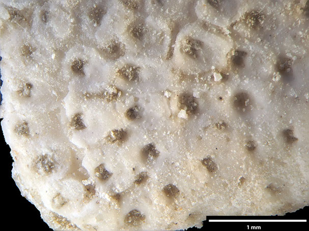 Senckenberg, Bryozoa, Bryozoen, Moostierchen, Sammlung Voigt