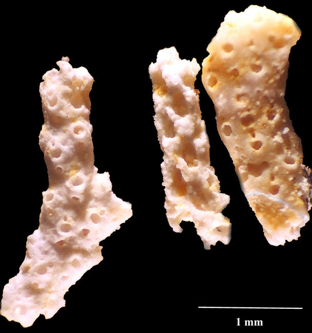 Senckenberg, Bryozoa, Bryozoen, Moostierchen, Sammlung Voigt