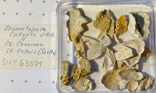 Senckenberg, Bryozoa, Bryozoen, Moostierchen, Sammlung Voigt