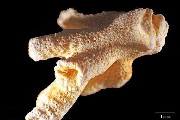 Senckenberg, Bryozoa, Bryozoen, Moostierchen, Sammlung Voigt