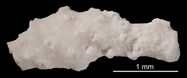 Senckenberg, Bryozoa, Bryozoen, Moostierchen, Sammlung Voigt