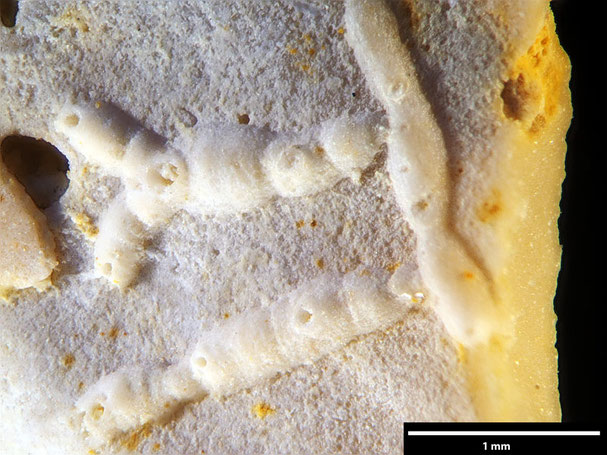 Senckenberg, Bryozoa, Bryozoen, Moostierchen, Sammlung Voigt