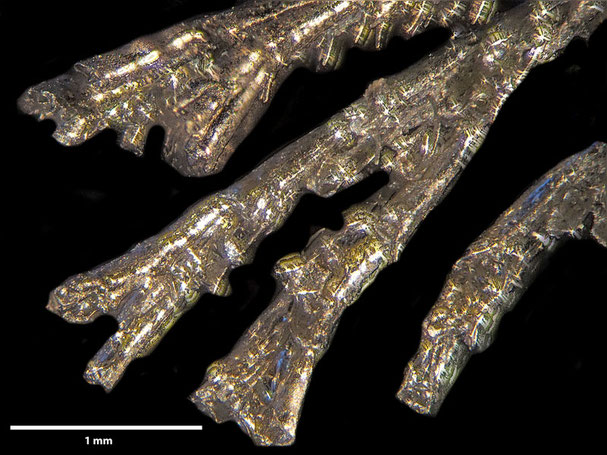 Senckenberg, Bryozoa, Bryozoen, Moostierchen, Sammlung Voigt