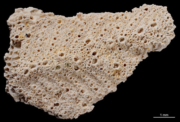 Senckenberg, Bryozoa, Bryozoen, Moostierchen, Sammlung Voigt