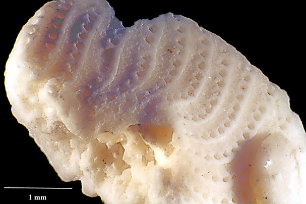 Senckenberg, Bryozoa, Bryozoen, Moostierchen, Sammlung Voigt