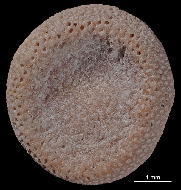 Senckenberg, Bryozoa, Bryozoen, Moostierchen, Sammlung Voigt
