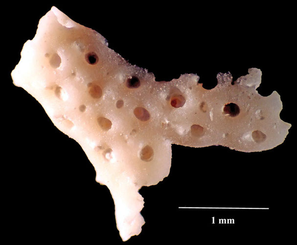 Senckenberg, Bryozoa, Bryozoen, Moostierchen, Sammlung Voigt