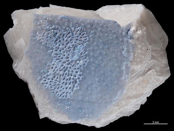 Senckenberg, Bryozoa, Bryozoen, Moostierchen, Sammlung Voigt