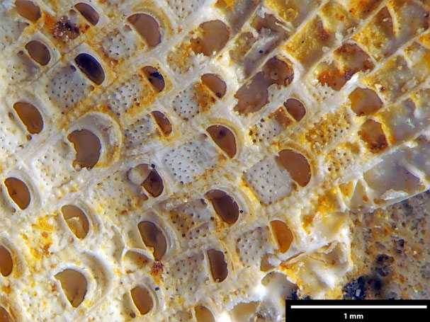 Senckenberg, Bryozoa, Bryozoen, Moostierchen, Sammlung Voigt