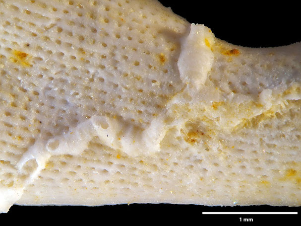 Senckenberg, Bryozoa, Bryozoen, Moostierchen, Sammlung Voigt