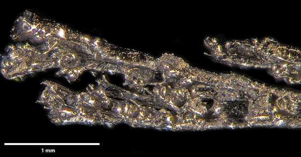 Senckenberg, Bryozoa, Bryozoen, Moostierchen, Sammlung Voigt