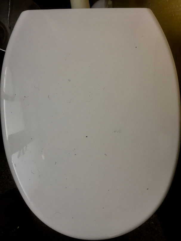 Haare auf meiner Toiletten-Deckel