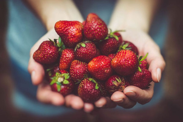 Frische Marteller Erdbeeren, handverlesen und in Händen gehalten, bereit für den Genuss während der Marteller Erdbeertage in Südtirol.