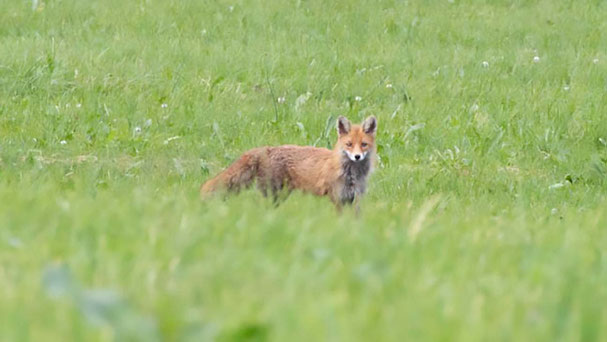 Bild Fuchs in Wiese, fotografiert von Matthias Horber, St. Gallen