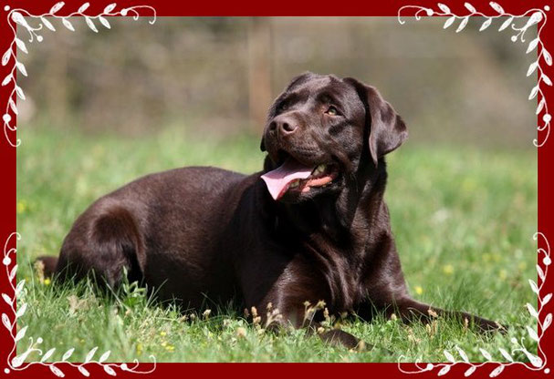Labrador - "Ivy" Contessa of Castlewood