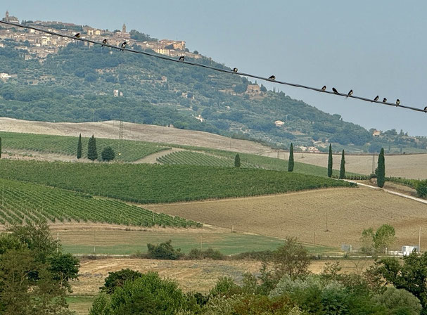 Kleine Glücksbringer beim Wachwerden, dahinter Montalcino 
