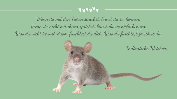 Wenn du mit den Tieren sprichst...indianische Weisheit