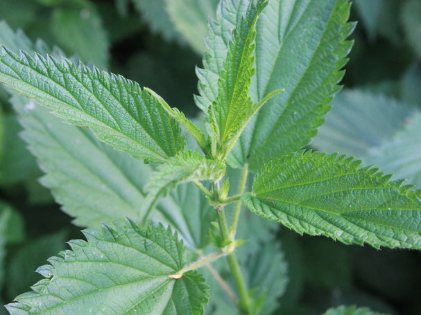 Urtica Dioca "Brandnetel"  bevat een schat aan waardevolle voedingstoffen  waaronder chlorofyl & oligo-elementen. Ijzer, Kalium, Calcium, Mangaan, Zwavel, Silicium enz. die dus zeer eenvoudig in het wild te vinden zijn. Heerlijk voor soep en kruidenthee  