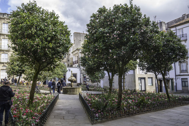 Bild: Magnolienblüte in Santiago de Compostela